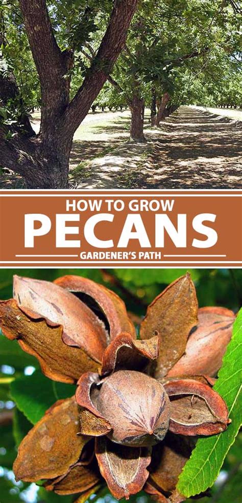 How To Grow And Care For Pecan Trees Gardener’s Path