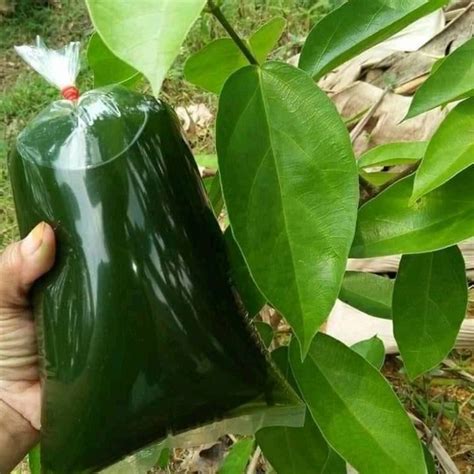 Jual Daun Cincau Hijau Banyak Manfaat Untuk Khasiat Kesehatan 500 Gram