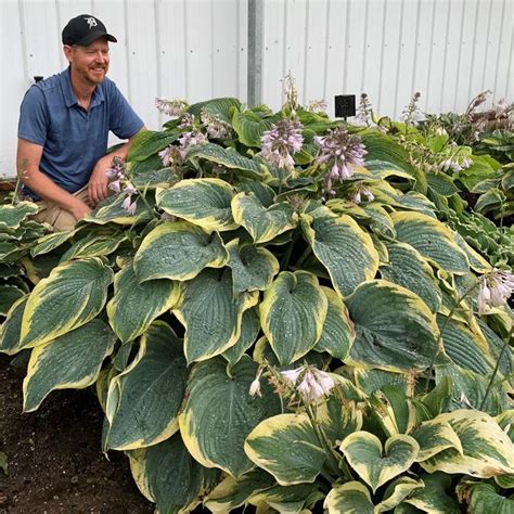 Shadowland Gigantosaurus Hosta Sooner Plant Farm