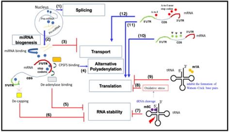 Ijms Free Full Text Rna Modifications And Rna Metabolism In