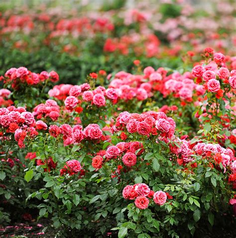 How To Grow Roses Must Know Tips And Tricks For Stunning Blooms