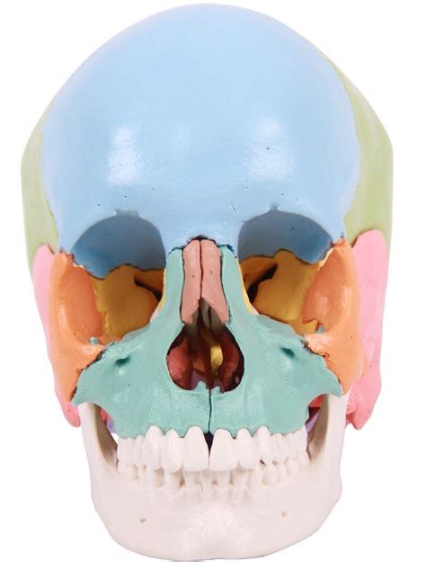 22 Parts Colored Plastic Skull Life Size Human Skull Model China