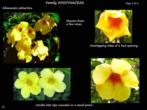 Allamanda cathartica - Botany Brisbane
