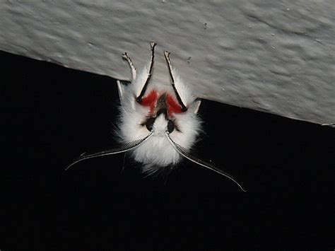 Our Roadside Attraction Aghhh Vampire Moth