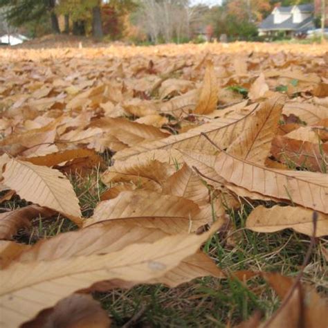 Roble Japonés Venta Roble Japonés Quercus Acutissima