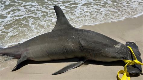 Le grand requin marteau en danger critique d extinction retrouvé mort