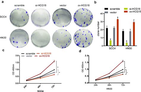 Hcg18 Promoted Cell Proliferation Of Hnscc In Vitro Scc4 And Hn30