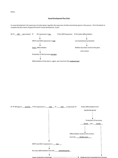 Biology Flow Chart Pdf Sex Endocrine System