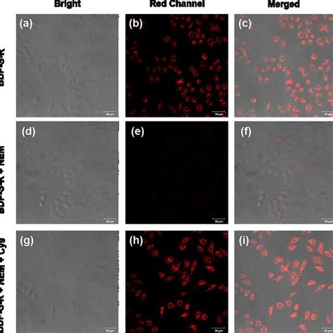 Fig S Confocal Fluorescence Images Cells Were A C Incubated With