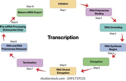transcription process flow chart illustration white stock vector