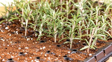 How To Propagate Rosemary From Cuttings In Easy Steps Propagate