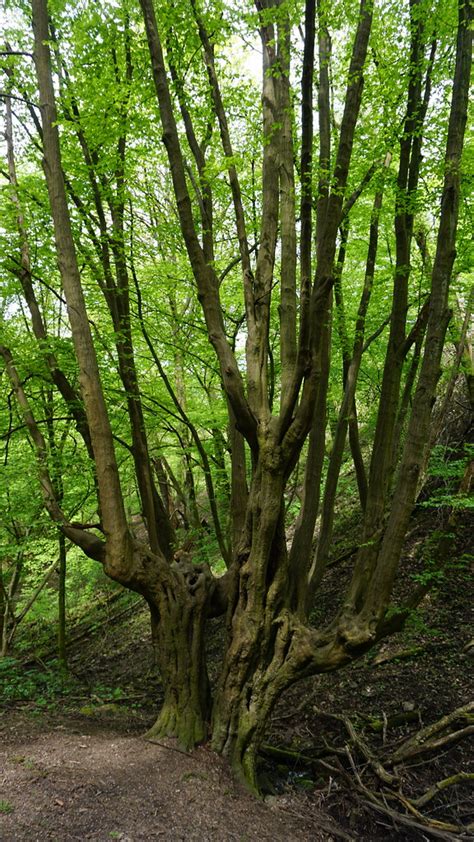 Tour 1191 Wuppertal Kohlfurth W3 Kohlfurth Wanderwegewelt