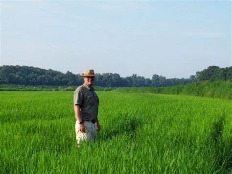 Carolina Plantation Rice - Shop Local SC