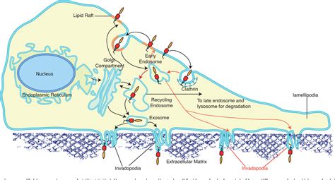 Secretory And Endo Exocytic Trafficking In Invadopodia Formation The