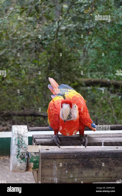 National bird of honduras hi-res stock photography and images - Alamy