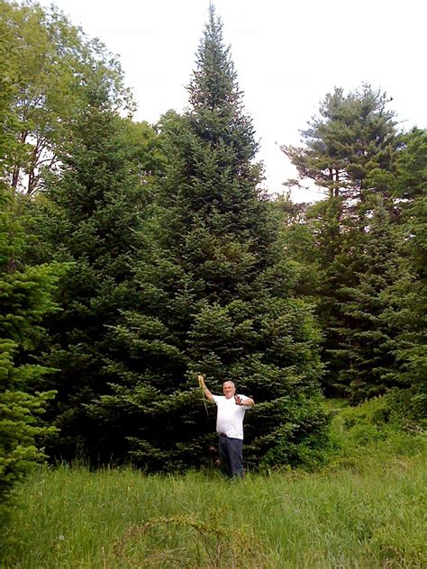 Large Tree Gallery Large Fraser Fir North Pole Xmas Trees Tel 603