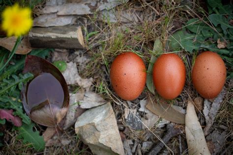 Best of Marans | EggSellent.com.au