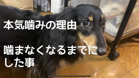 犬の本気噛みを治す方法。我が家の場合。毎日噛まれていた日々が驚くほどに変化した。 Youtube