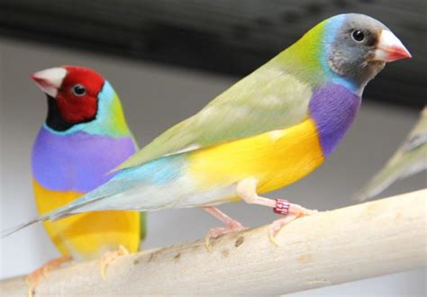 Gouldian Finch Care Guide Breeding Prices Lifespan And Songs