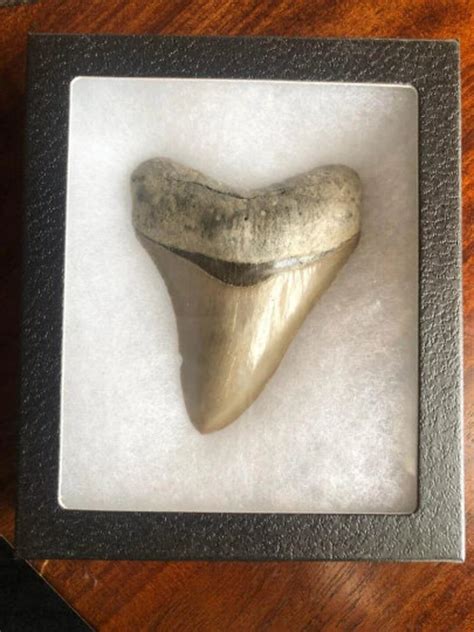 MEGALODON Fossil Giant Shark Teeth Ocean No Repair 4.12 - Etsy