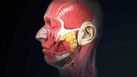 Illustrationen Anatomie Kopf Medicalgraphics