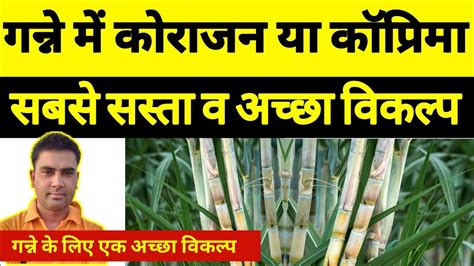 Best Insecticide For Sugarcane In