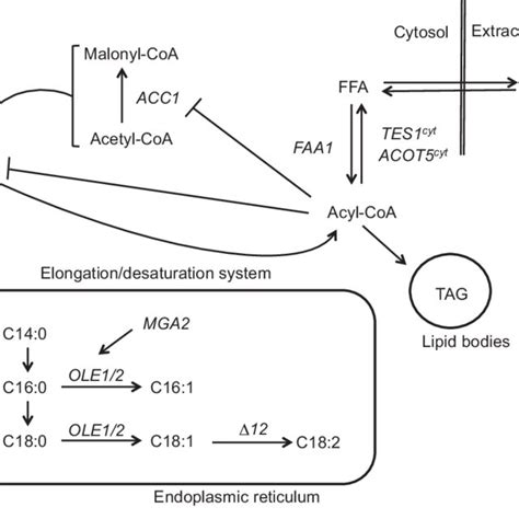 Schematic Simplified Representation Of The Lipid Metabolism In A