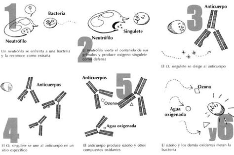 El Ozono Y Otros Oxidantes Arremeten Contra La Bacteria