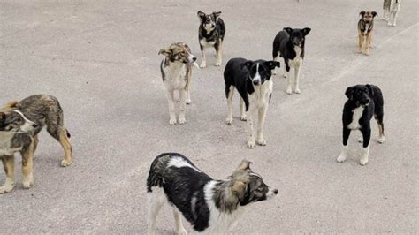 What the first look at the genetics of Chernobyl's dogs revealed