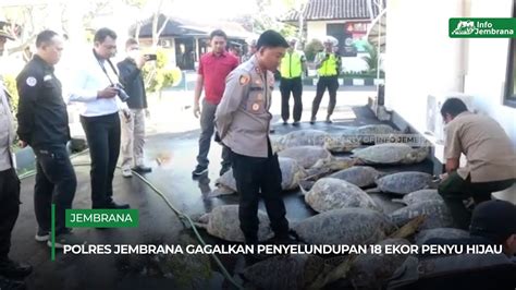 Polres Jembrana Gagalkan Penyelundupan Ekor Penyu Hijau Youtube