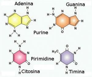 Acidi Nucleici