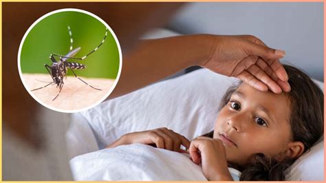 डेंगू और वायरल फीवर के बीच कैसे करें पहचानें डॉक्टर से जानें Dengue