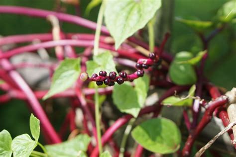 How To Grow And Care For Malabar Spinach