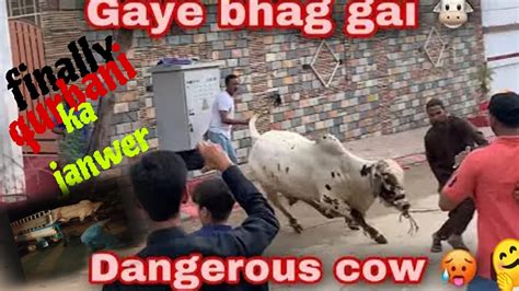 🐂 Gaye Na Thok Diye🐮 Janwer Bhag Gaye 🐃 🤓 🐄 Dangerous Cow Youtube