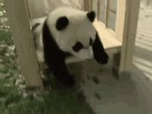 Pandas Sliding! GIF - Pandaslide Cute Awe - Discover & Share GIFs