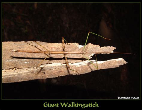 Giant Walkingstick by Tazzy- on DeviantArt