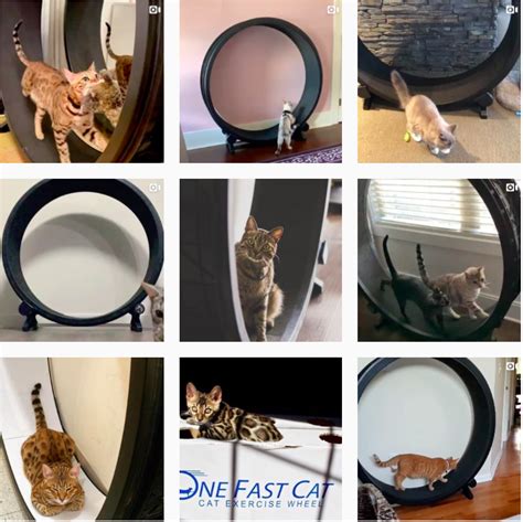 Cat Exercise Wheel | Taking the OneFastCat for a Spin