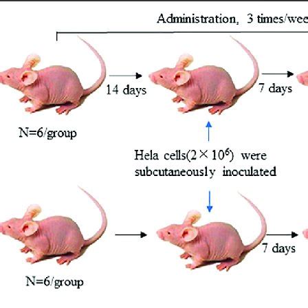 Schematic Representation Of Balb C Female Nude Mice Of Cervical