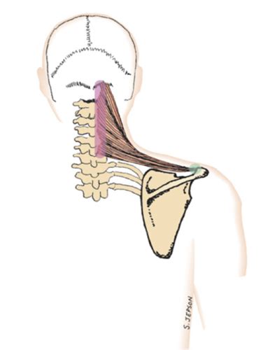 Origins Insertions Actions And Innervations Of The Shoulder Girdle