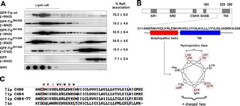 Tips Membrane Proximal Amphipathic Helix Is Required For Efficient Download Scientific Diagram