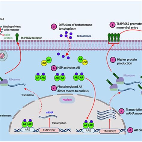 Testosterone Promotes Viral Entry Via Upregulating Tmprss2 Download Scientific Diagram