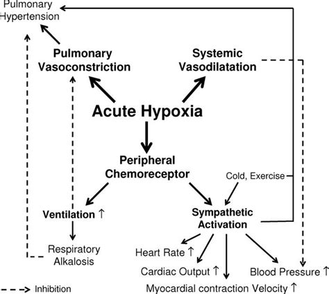 Effects Of Hypoxia On Systemic And Pulmonary Circulation Download