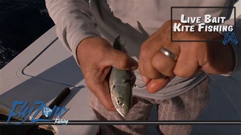 Rigging Up A Live Bait For Kite Fishing With Captain Ray Rosher Youtube