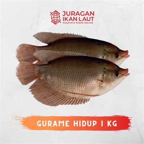 Jual Ikan Gurame Hidup Segar 1 Kilogram JABODETABEK Shopee Indonesia