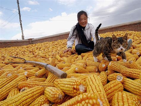 Handsome smile of a rural Chinese farmer - Photos Unlimited