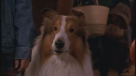 Lassie (1994) - 90s Films Image (23521730) - Fanpop