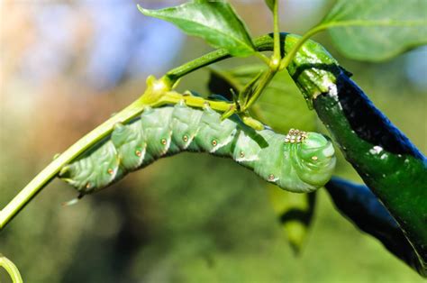 5 Tips for Keeping Pests Out of Your Garden