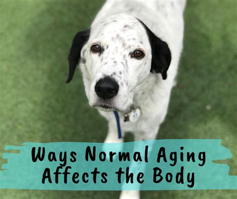 Ways Normal Aging Affects the Body - Volhard Dog Nutrition