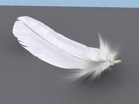 Feather Plume 3d Model