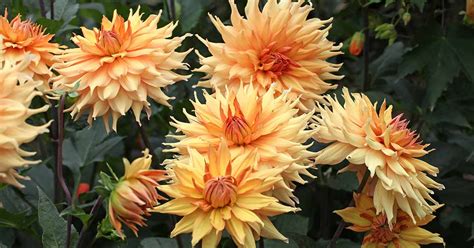 Tips for Growing Dinnerplate Dahlias | Gardener’s Path